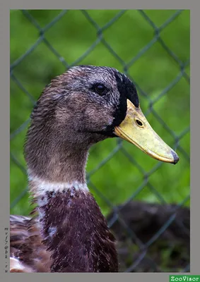 Фото животных: Утка \"Башкирская\". Валерий Мышастый. - ANIMAL PHOTO