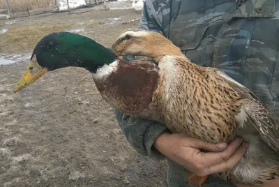 Башкирские цветные утки. Большая российская энциклопедия