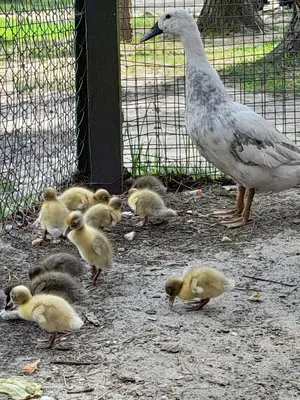 Ducks индийский бегунок стоковое фото. изображение насчитывающей клюв -  22326256