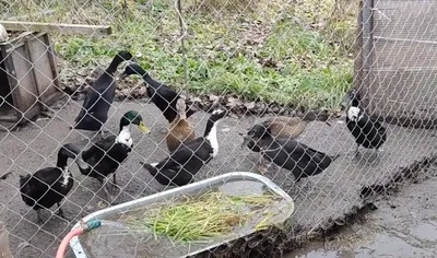 Индийский бегунок/Утка отлично высиживает утят/ Я осталась довольна  пополнением - YouTube