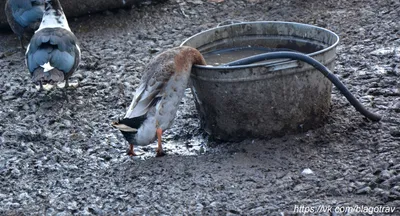 утка индийский бегунок