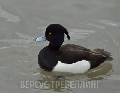 Чомга и хохлатые чернети прилетели «погостить» в парк «Кузьминки-Люблино» |  Природа Москвы | Дзен