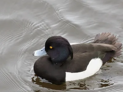 Морская чернеть, Aythya marila, Greater Scaup | Москва, Коло… | Oleg  Nabrovenkov | Flickr