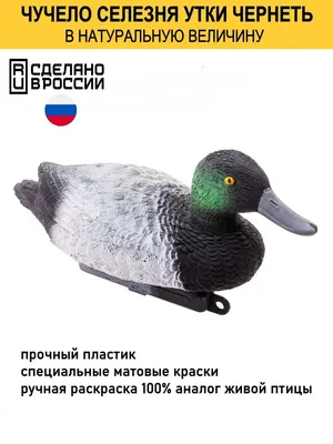 Морская чернеть - eBird