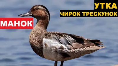 Муляж утка Чирок-трескунок Тайга (рельефный, плавающий)