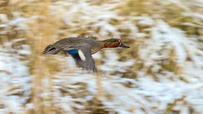 Чучело \"Чирок свистунок утка\" мягкое (сминающееся) кормящаяся / Чучела  гусей,уток,птиц / КАТАЛОГ ТОВАРОВ / Чучалка-охотничий интернет-магазин