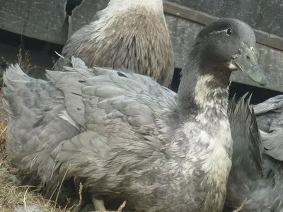 Описание и сравнение пород уток. 🐔Инкубационное яйцо и суточную птицу  можно заказать в нашем магазине. Поставки напрямую с птицефабрик и крупных  инкубаторов. 🐔