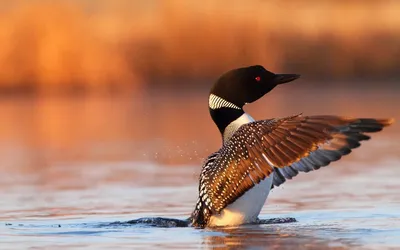 Белоклювая гагара - eBird