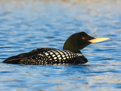 Белоклювая гагара - eBird