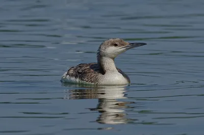 ФотоБлог Торгачкин Игорь Петрович © Igor Torgachkin: Чернозобая гагара /  Gavia arctica / Black-throated Loon