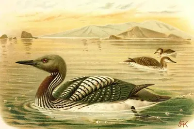 О гагарах | Animals, Bird