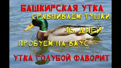 Сравнение Башкирской утки и утки Голубой фаворит - YouTube