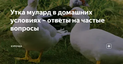 Мулард, Одесса: Утки, утята на Agronet