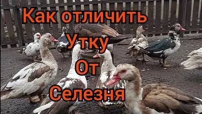 Как определить Пол. Утка или Селезень отличия . Что можно Давать вместо  Травы Уткам / Мускусные утки - YouTube