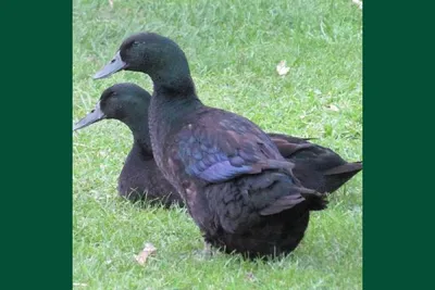 Красочная Утка Каюга — стоковые фотографии и другие картинки Lake Waterfowl  - Lake Waterfowl, Без людей, Близко к - iStock