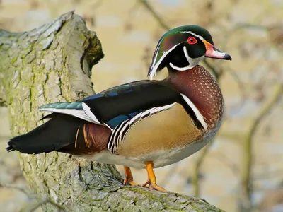 Каролинская утка или каролинка (лат. Aix sponsa) | Wood ducks, Duck  pictures, Beautiful birds