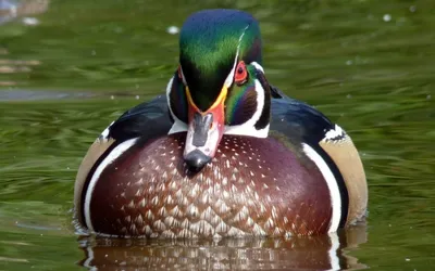 Файл:Aix sponsa -Crystal Springs Rhododendron Garden, Portland, Oregan, USA  -male -head-8a.jpg — Википедия