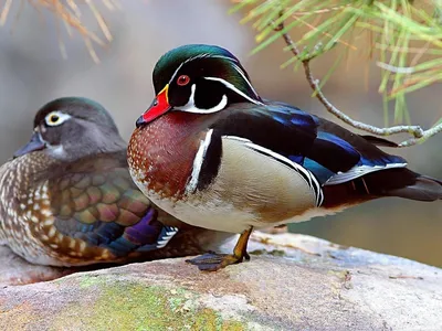 Wood duck (male) / ~Каролинская утка ~ Древесная утка~ (самец)