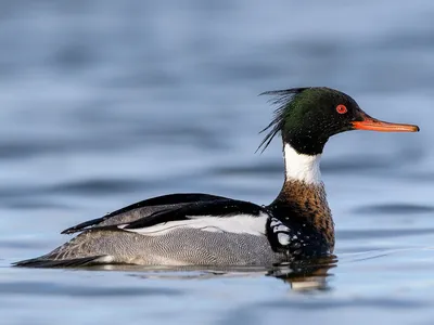 Длинноносый крохаль - eBird