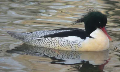 Большой крохаль (утка) - Common merganser - YouTube