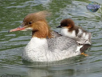 Merganser Утка С Детские Утка — стоковые фотографии и другие картинки  Большой крохаль - Большой крохаль, Утёнок, Хохлатый крохаль - iStock