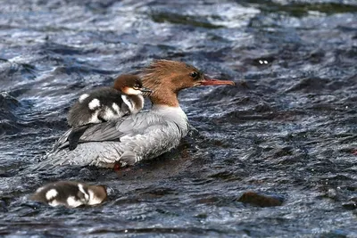 Большой крохаль (americanus) - eBird