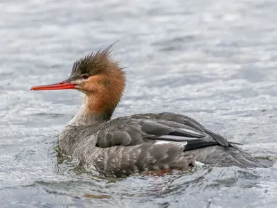 Длинноносый крохаль - eBird