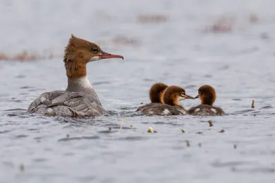 Большой крохаль (Mergus merganser)