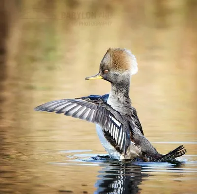 Утка Крохаль Фото Описание – Telegraph