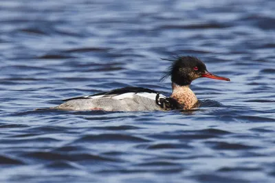 Длинноносый крохаль - eBird