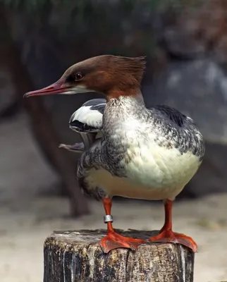 Большой крохаль (лат. Mergus merganser). — Фото №90472