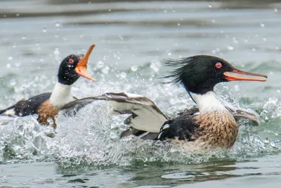 Крохаль Mergus Merganser Утиная - Бесплатное фото на Pixabay - Pixabay