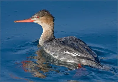 Большой крохаль (Mergus merganser)