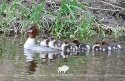 Удивительная природа Латвии - Большой крохаль - lielā gaura - Mergus  merganser Автор Виктор Иванов | Facebook