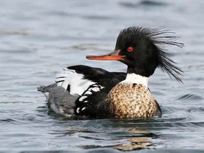 Длинноносый крохаль - eBird