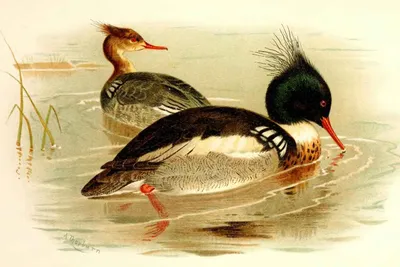 Большой крохаль (Mergus merganser). Птицы Европейской России.