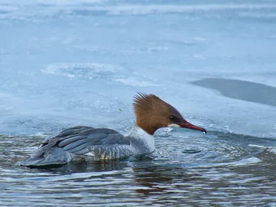 Птица. Утка. В капюшоне Merganser. Небольшая североамериканская утка  Стоковое Фото - изображение насчитывающей крохаль, калифорния: 173767000