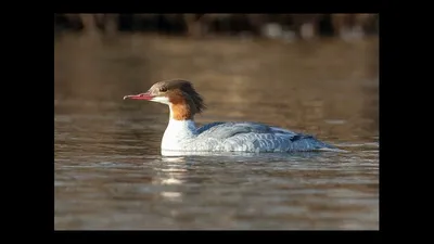 Большой крохаль (Mergus merganser). Птицы Европейской России.