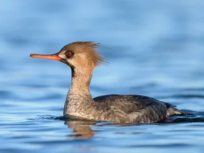 Длинноносый крохаль - eBird