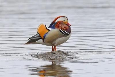 😍🦆 Редкую птицу на водоёме в Тюмени встретили горожане Утка-мандаринка в  ярком оперении привлекла внимание гуляющих в Заречном… | Instagram