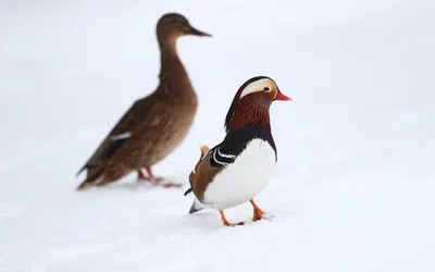 Самая красивая утка — мандаринка