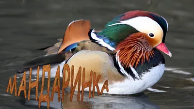 Утка -мандаринка ( Mandarin Duck). фотография Stock | Adobe Stock