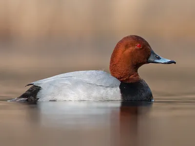 Красноголовый нырок - eBird