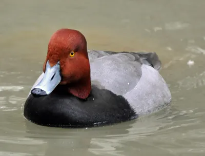 Красноносый нырок Netta rufina Red-crested Pochard