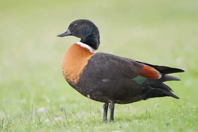 Огарь Tadorna ferruginea Ruddy Shelduck