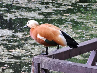 База отдыха ТОГОТ ПЛЮС - Огарь 🦆 ⠀ или красная утка, которую называют так  из-за оперения кирпично-красного цвета. ⠀ Огарь является постоянным  пролетным видом западного побережья Южного и Среднего Байкала, повсеместно  гнездящимся