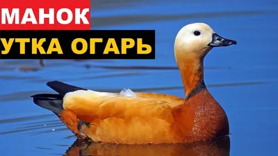 Огарь Утка ELITE 3D Ruddy Duck купить в СПб и Москве. Цена - 11 900 руб.  Доставка по России. Интернет магазин На Лабазе