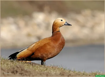 Огарь Утка ELITE 3D Ruddy Duck – OscarDecoys