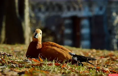 Нильский гусь x Огарь (гибрид) - eBird