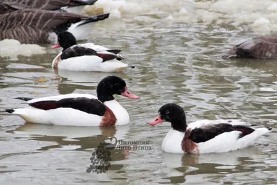 Пеганка, Tadorna tadorna, Common Shelduck | Москва, Царицыно… | Oleg  Nabrovenkov | Flickr